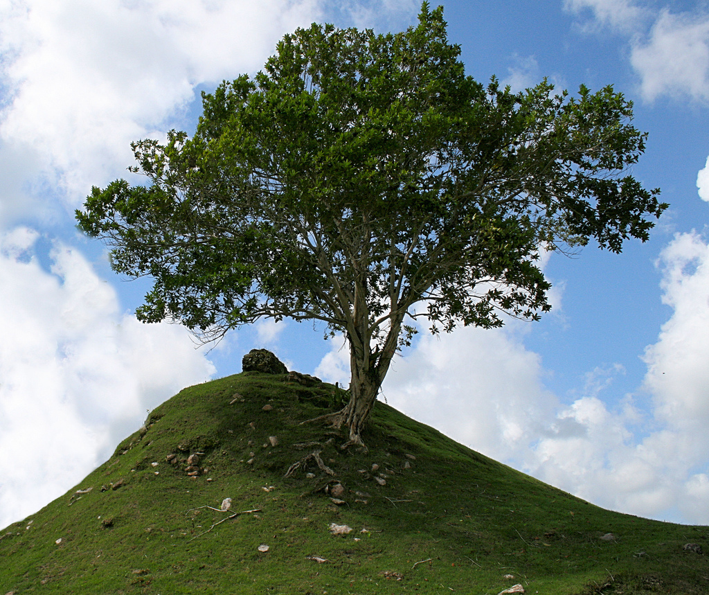 wisdom tree - Promolta Blog